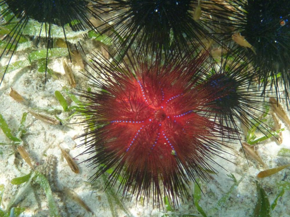 These urchins practically glow in the dark.   Unfortunately the reefs in many areas have been over fished to destruction.  Despite being illegal many fisherman still use explosives or poisons to kill the fish for easy harvesting.  This also kills the non food fish and the coral reefs,  which can take decades to recover,  if they ever do.
